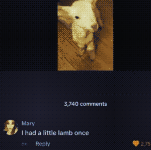 Tiktok screenshot, a lamb shows in the video, there's a comment saying: 'had a little lamb once'