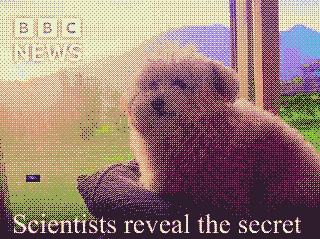 Image of a cat, distorted because it was broadcasted in radio signals, imitating the Raised Eyebrow Emoji